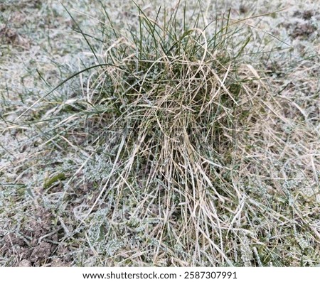 Similar – Image, Stock Photo When the frost touches Berlin