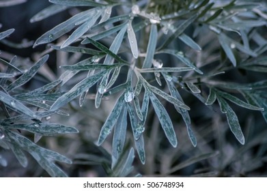 frosty