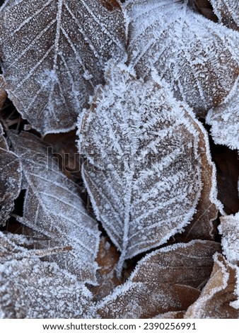 Similar – Foto Bild Der Frost geht weg. Winter