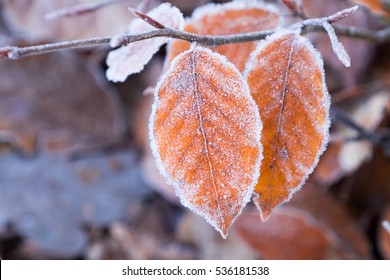 Frosty Birch Leaves