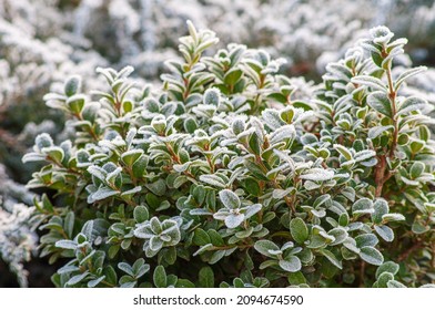 Frosty boxwood bush in sunlight, evergreens in winter garden - Shutterstock ID 2094674590