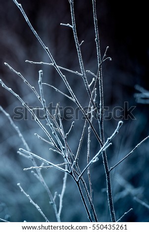 Similar – Foto Bild Eisblumenstrauß II Umwelt