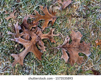 Frosty brown leaves on grass