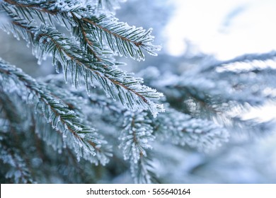 Frosty Christmas Tree Outdoors