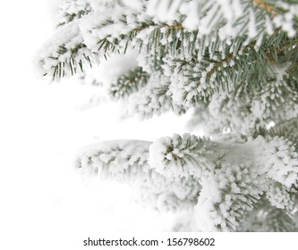 frosty coniferous branches