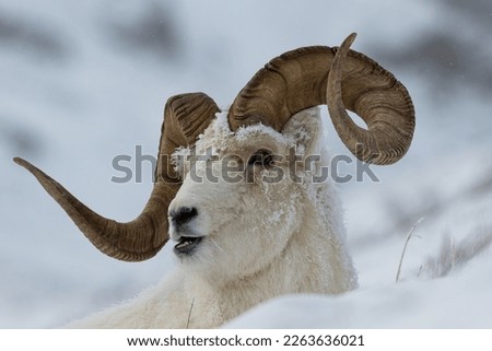 A frosty Dall Sheep ram on a cold, frosty morning.