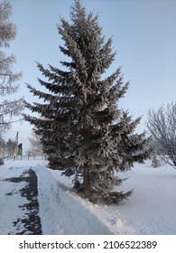  Frosty Day. Mighty Siberian Spruce