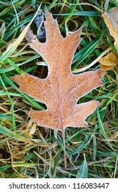 Frosty fallen leaf lying on frozen grass