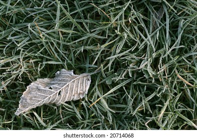 Frosty fallen leaf lying on frozen grass on a cold fall morning