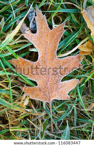 Frosty fallen leaf lying on frozen grass