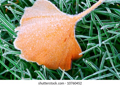 Frosty fallen tree leaf lying on frozen grass on a cold fall morning
