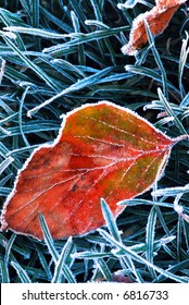 Frosty fallen tree leaf lying on frozen grass on a cold fall morning