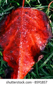 Frosty fallen tree leaf lying on frozen grass on a cold fall morning