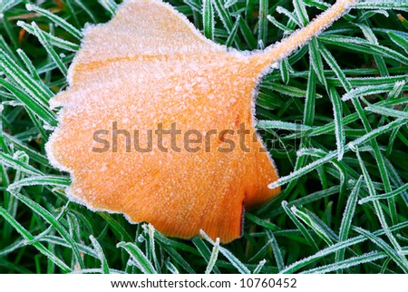 Frosty fallen tree leaf lying on frozen grass on a cold fall morning
