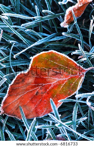 Frosty fallen tree leaf lying on frozen grass on a cold fall morning