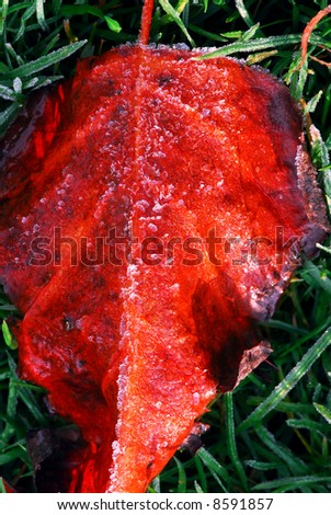 Frosty fallen tree leaf lying on frozen grass on a cold fall morning