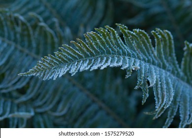 Frosty Fern Frond Green Winter Plant