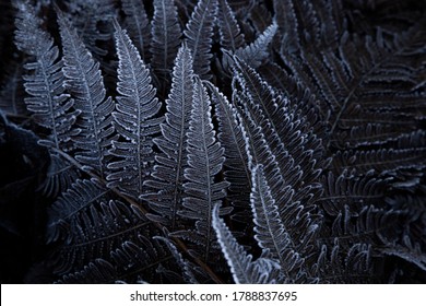 Frosty Fern Up In The Mountain In Febuary