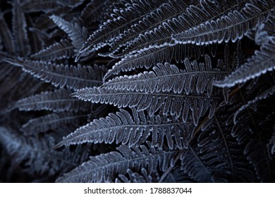 Frosty Fern Up In The Mountains In February