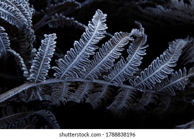 Frosty Fern Up In The Mountains In February 