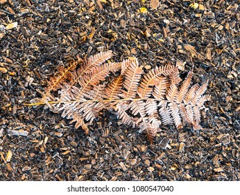 Frosty Fern On Ground