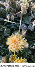 Frosty Flowers April 2021 Frost Wave