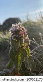 Frosty Flowers April 2021 Frost Wave