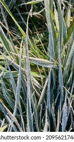 Frosty Flowers April 2021 Frost Wave