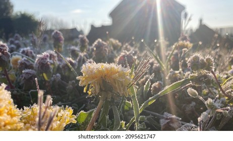 Frosty Flowers April 2021 Frost Wave