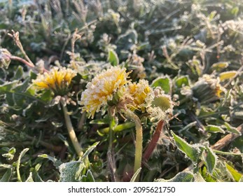 Frosty Flowers April 2021 Frost Wave