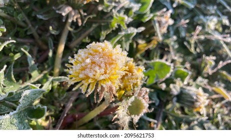 Frosty Flowers April 2021 Frost Wave