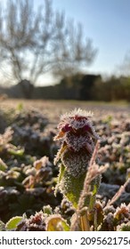 Frosty Flowers April 2021 Frost Wave