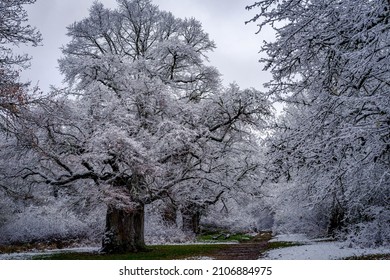 Frosty Forest Of Oak Trees In Burgundy France