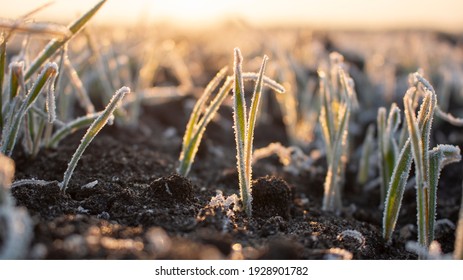 Frosty frost in spring in the fields with winter wheat. Severe frost damages crops in the spring. - Shutterstock ID 1928901782