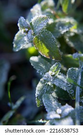 Frosty Garden During The Winter - Speedwell Veronica Leaves In The Winter Garden.