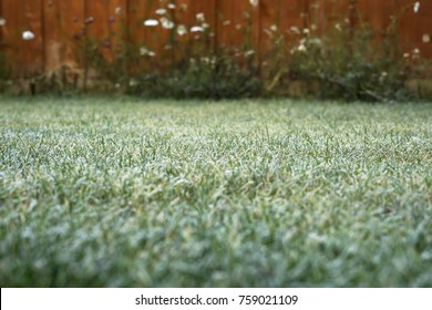 Frosty Grass In The Garden On Winter, Winter Grass In The Morning, Frost On Meadow In The Garden