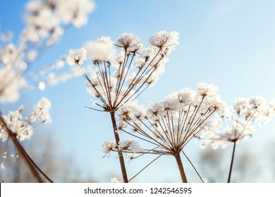 Frosty Grass In Snowy Forest, Cold Weather In Sunny Morning. Tranquil Winter Nature In Sunlight. Inspirational Natural Winter Garden, Park. Peaceful Cool Ecology Landscape Background