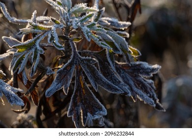 The Frosty Ground In Early Winter