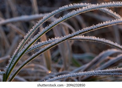 The Frosty Ground In Early Winter