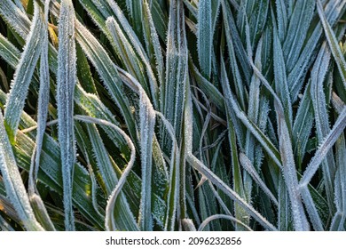 The Frosty Ground In Early Winter