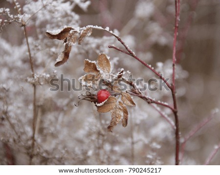 ice fog Plant Bushes