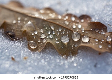 Frosty Leaf. Autumn Winter. Snowy Leaves Texture, Autumnal Background