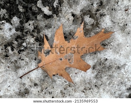 Similar – Image, Stock Photo A very special leaf