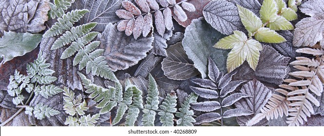 Frosty Leaves At Fall