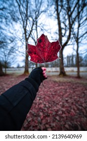 frosty maple leaf early spring