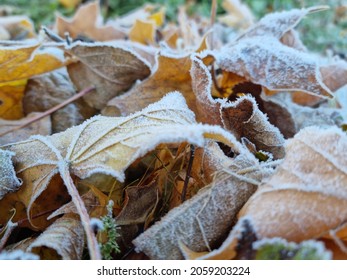 Frosty Maple Leaves In The Autumn