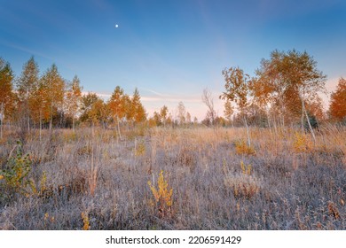 Frosty morning in an autumn copse. A gorgeous scene with rime on dry grass and trees with yellow leaves. - Shutterstock ID 2206591429