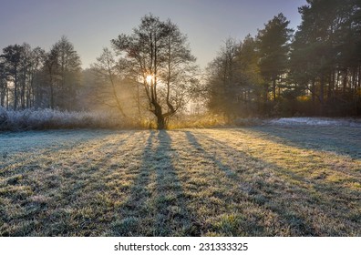 Frosty Morning Landscape