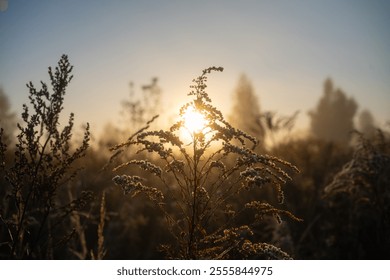 Frosty morning sunrise illuminating frost-covered plants on a tranquil field - Powered by Shutterstock