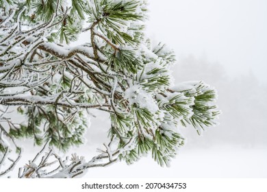 Frosty pine branch in winter - Powered by Shutterstock